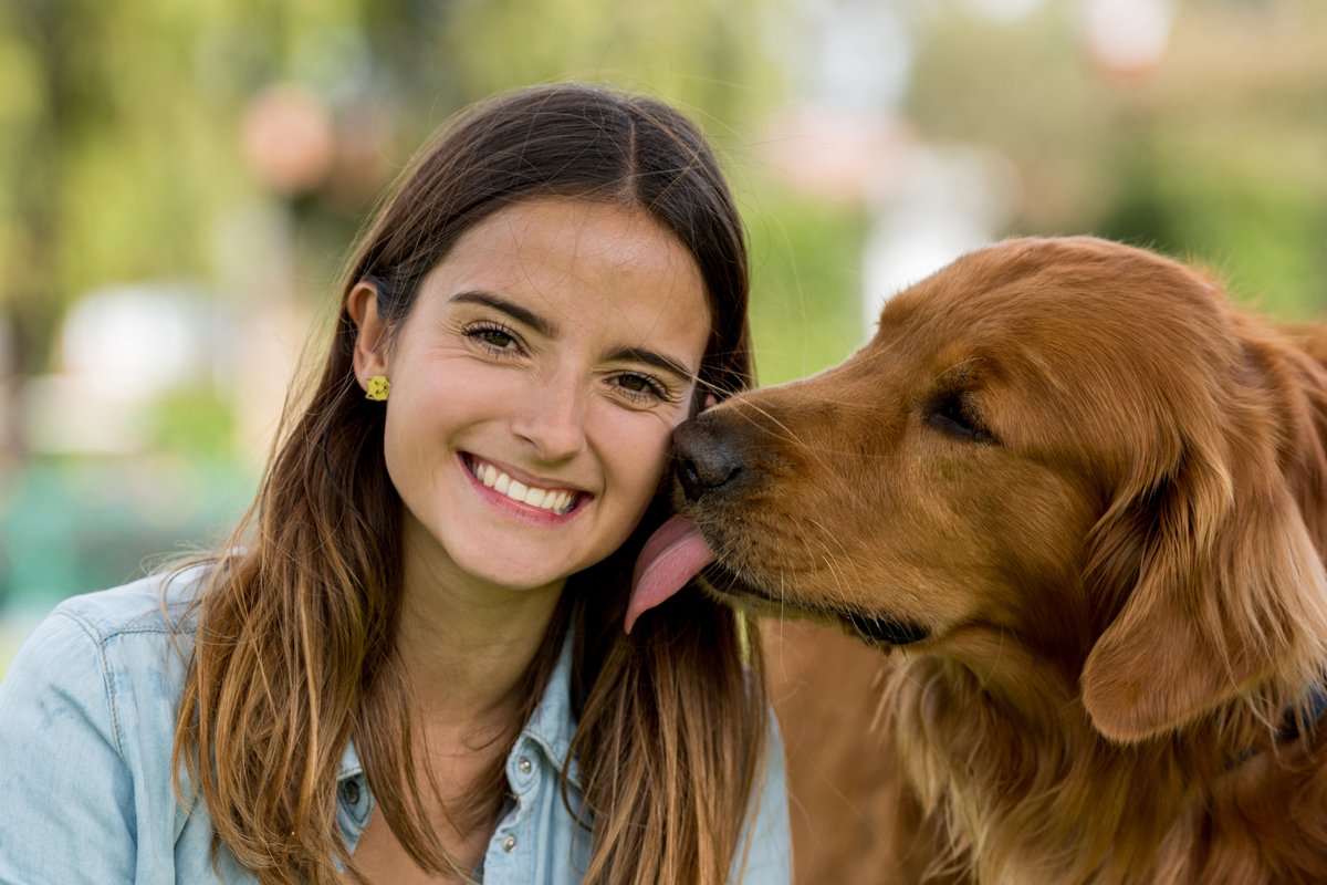 nyal puszi arc szeret golden retriever