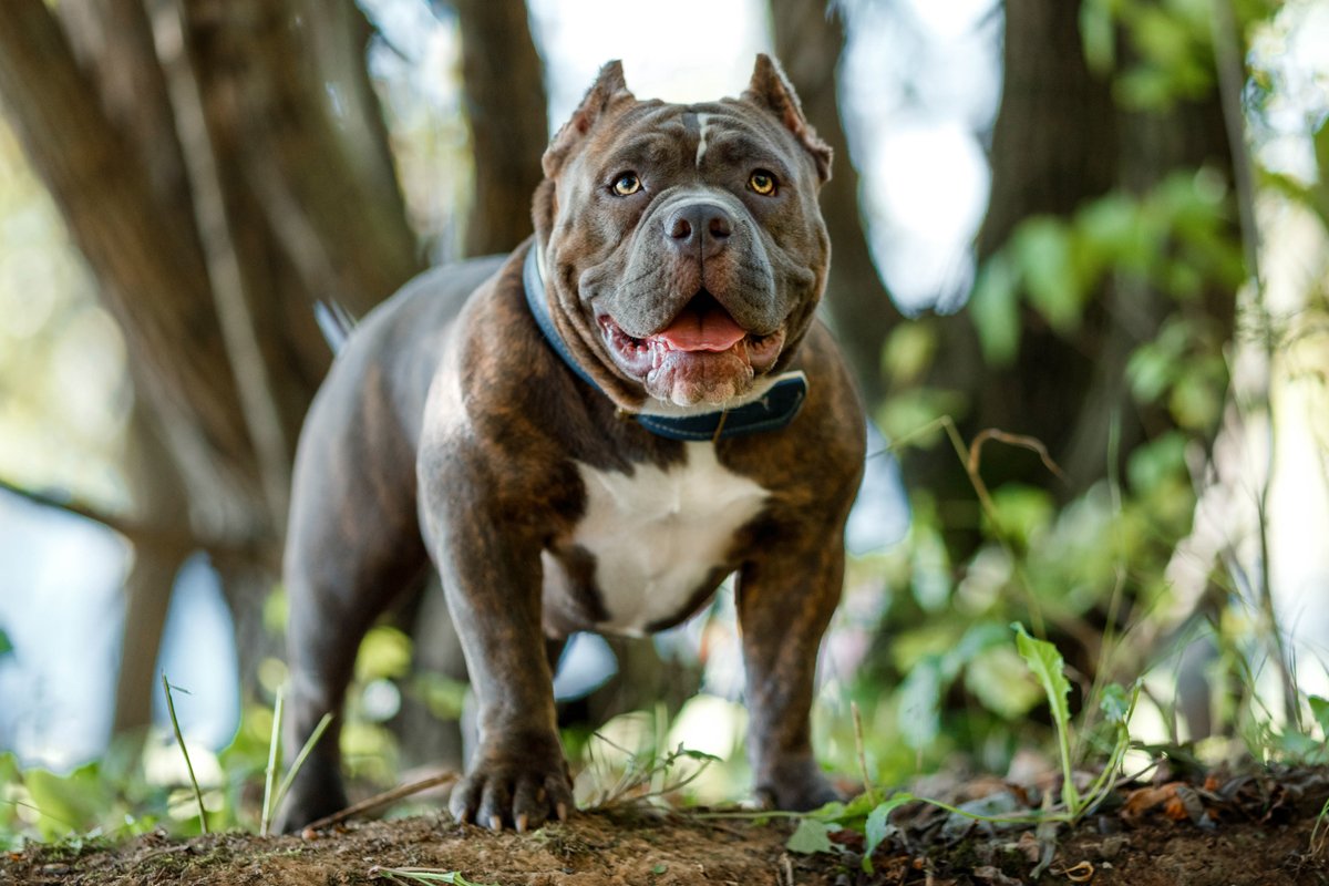 amerikai bully