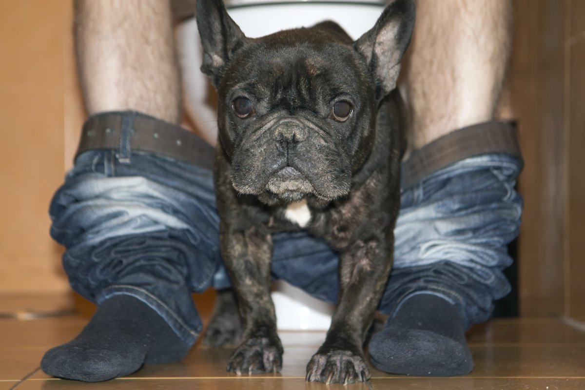 wc fürdőszoba francia bulldog