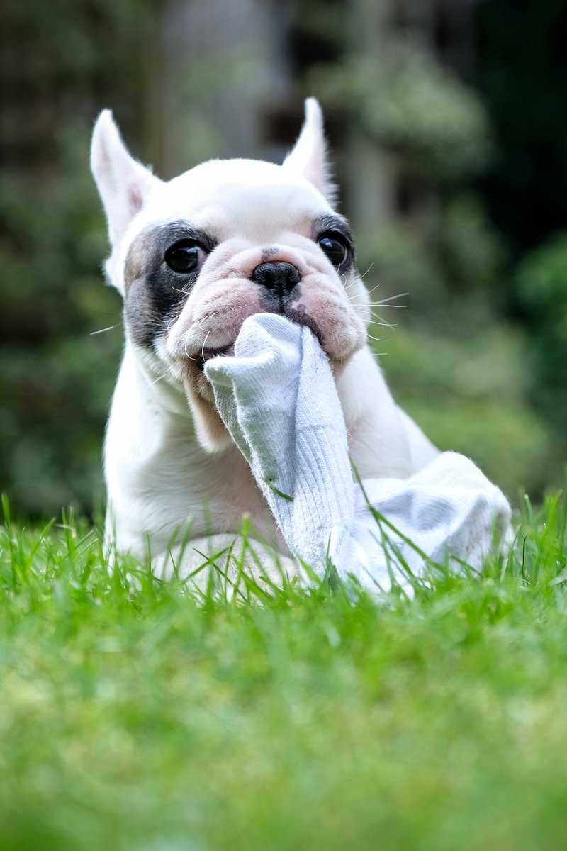 zokni kölyök francia bulldog rág