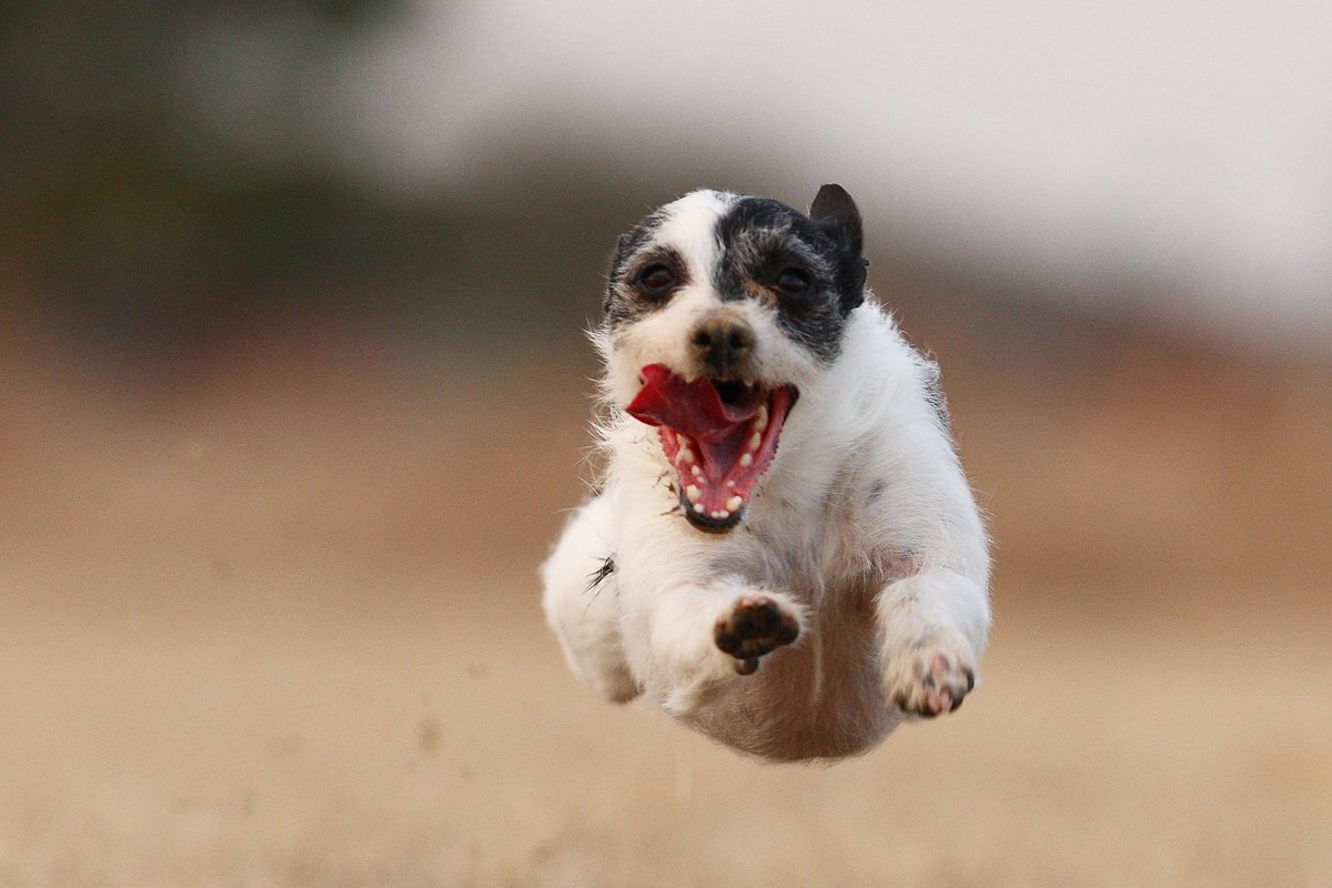 jack Russell Terrier fut rohan ugrik