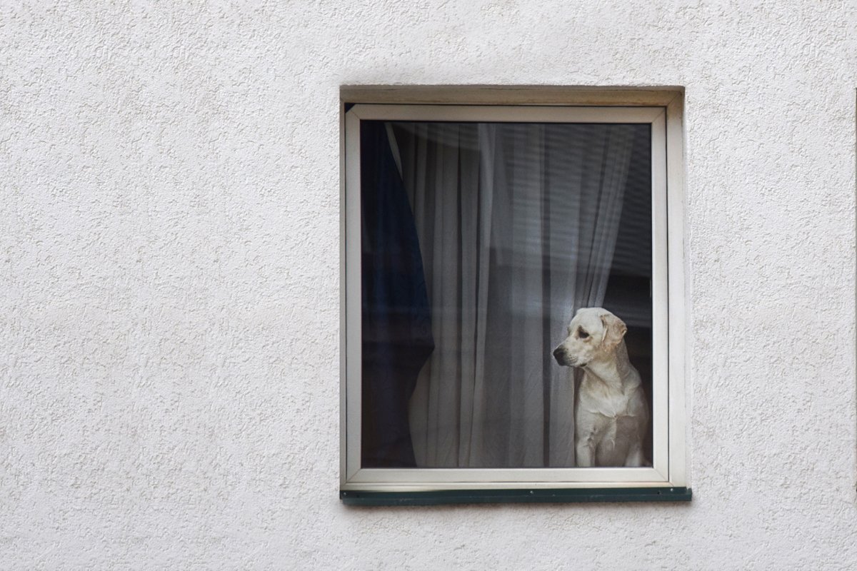 Labrador ablak otthon egyedül