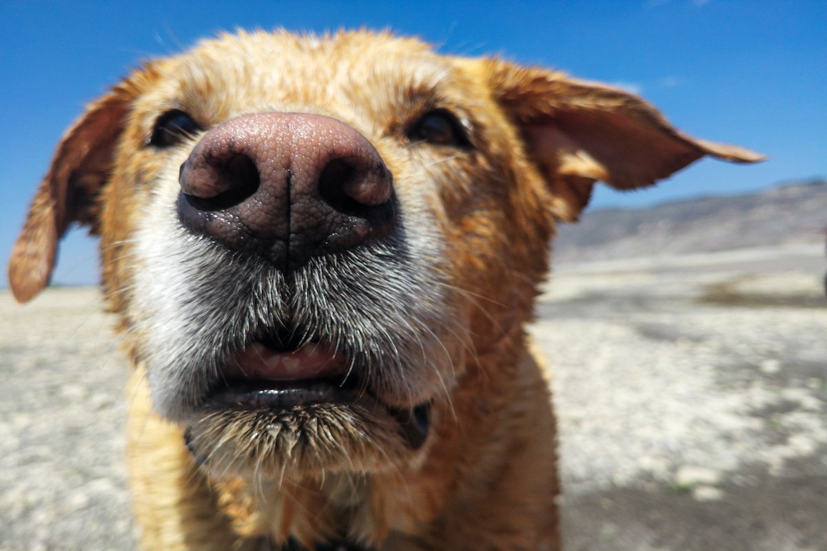 Close up of a wet dog's nose and mouth.