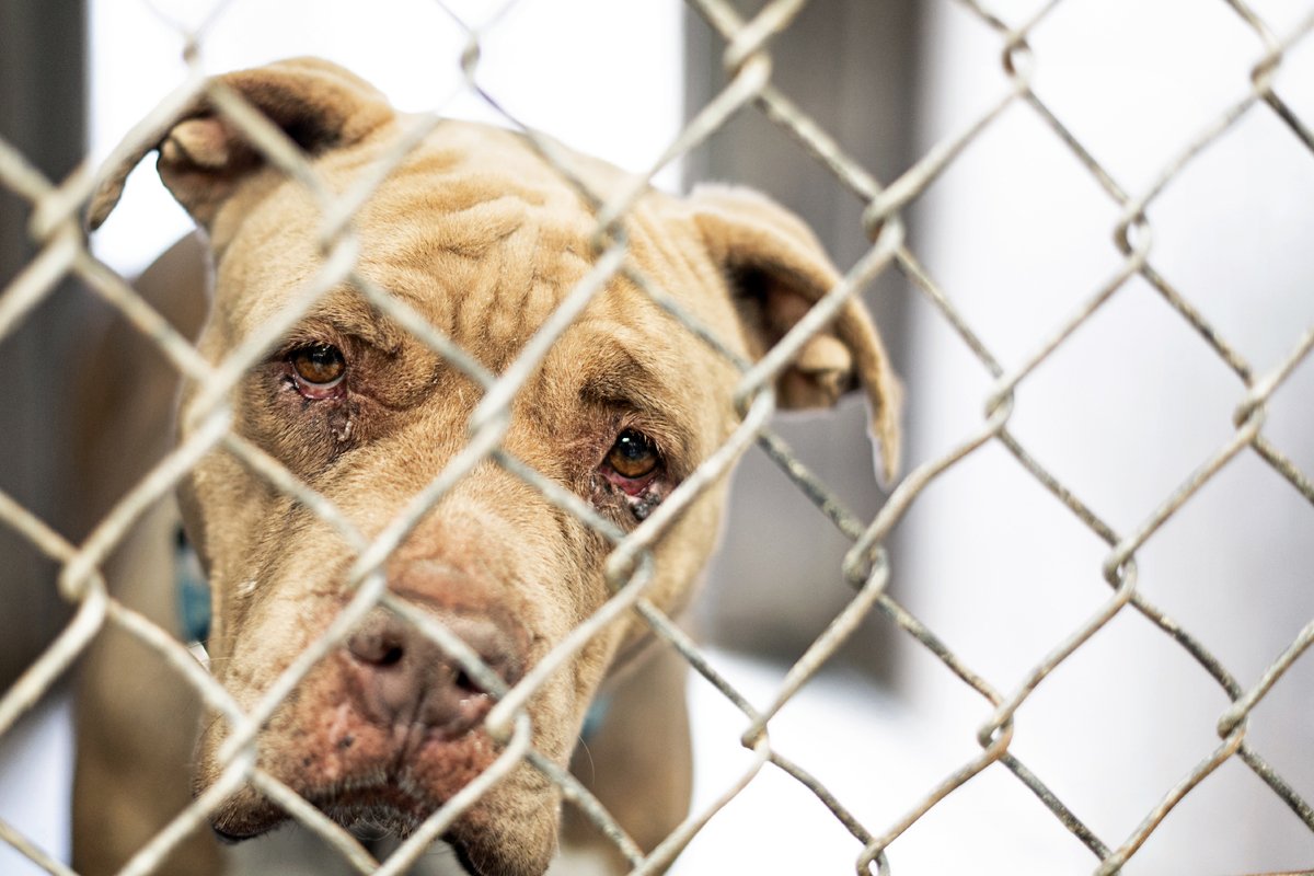 menhely rács szomorú beteg pitbull