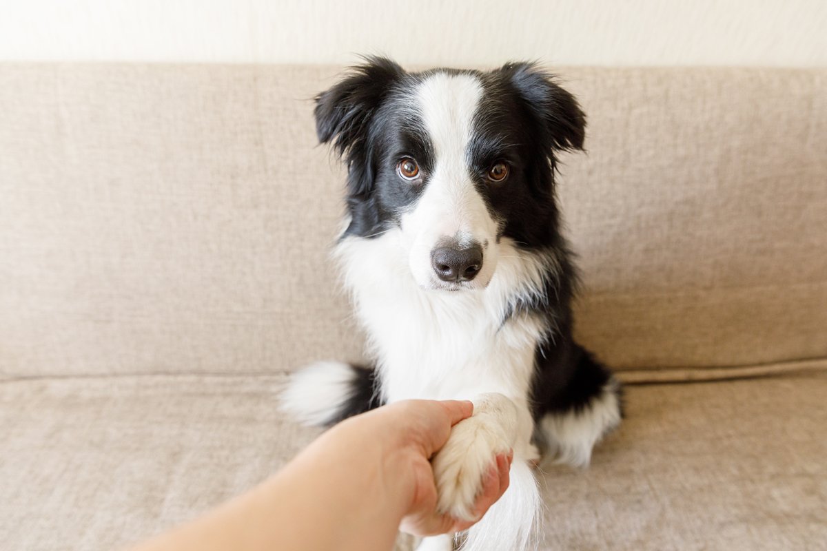 border collie kanapé pacsi