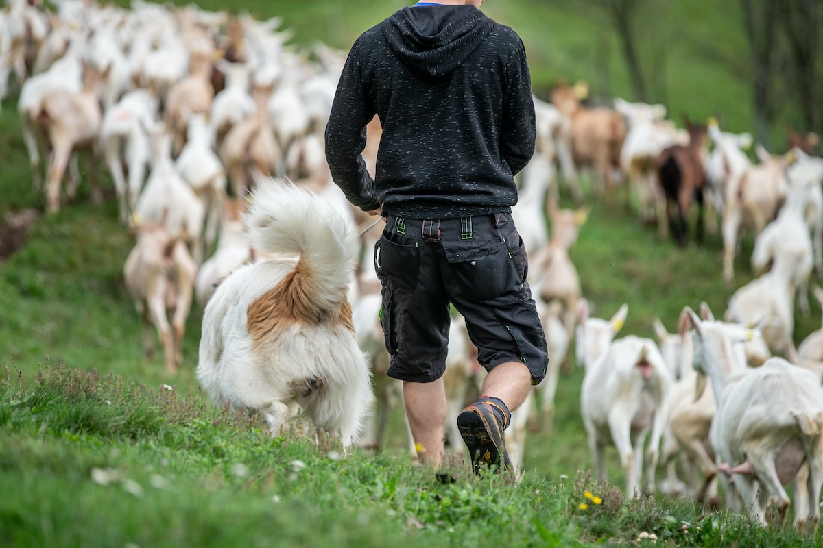 Rear View of Young Male Farmer with his Guard Dog while Herding Large Group of Goats - stock photo