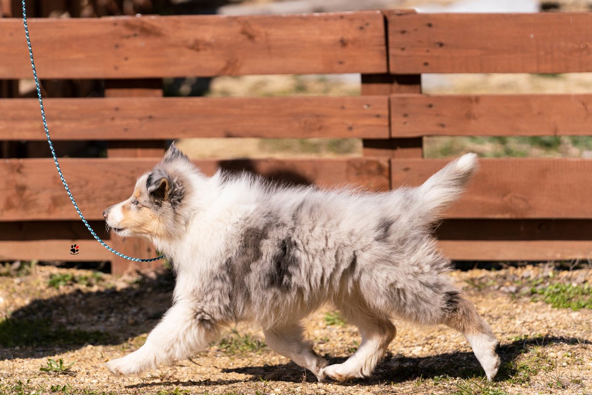 1. fotó_dog-foto.com zöldhelyi adrienn