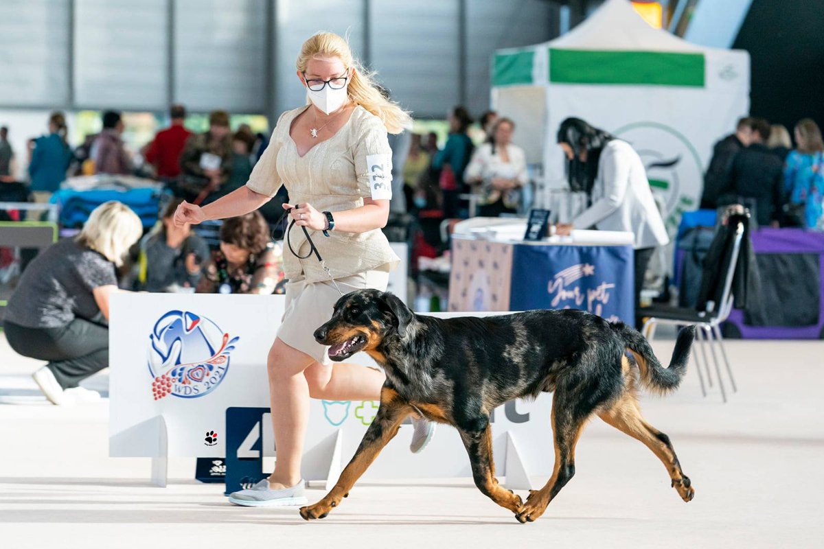 3. fotó_bírálat mozgásban_dog-foto.com