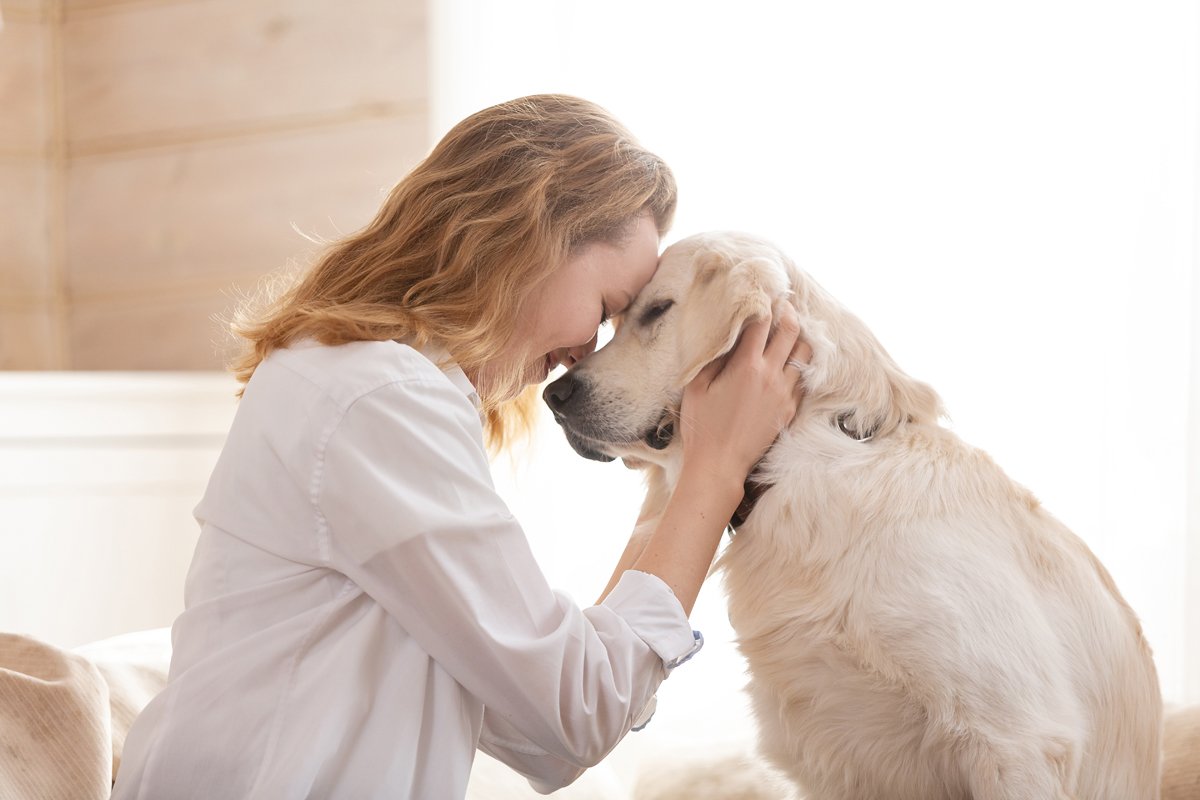 szeretet ölel golden retriever