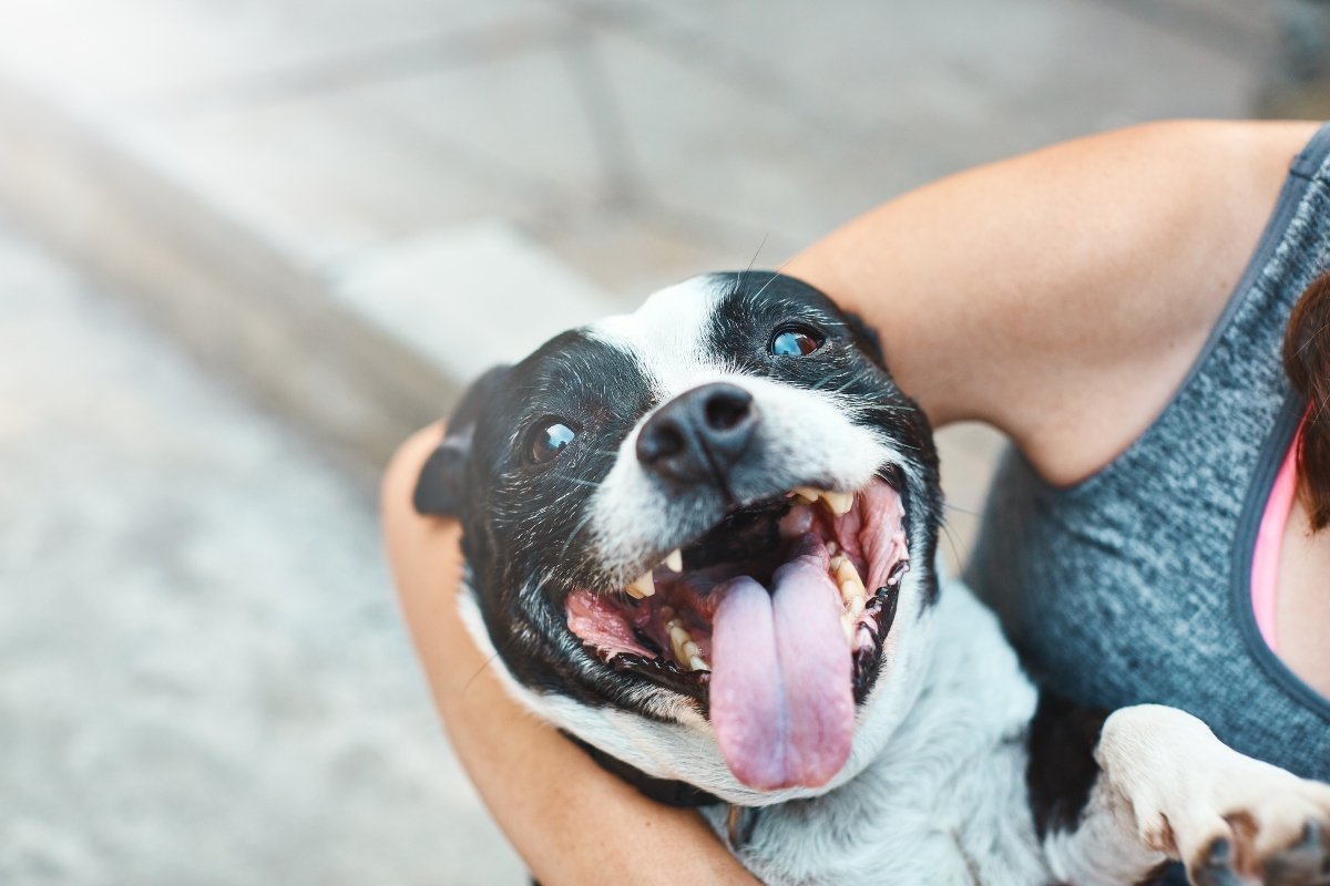 boldog egészséges kutya mosoly mosolyog