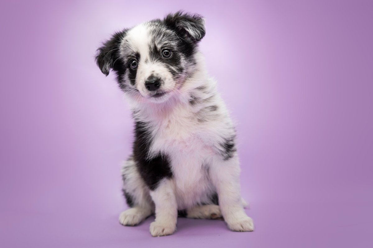 border collie kölyök kicsi kölyökkutya