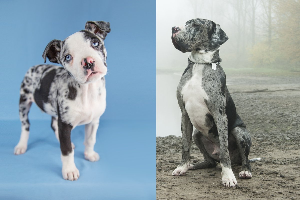 dán dog kölyök felnőtt (2)