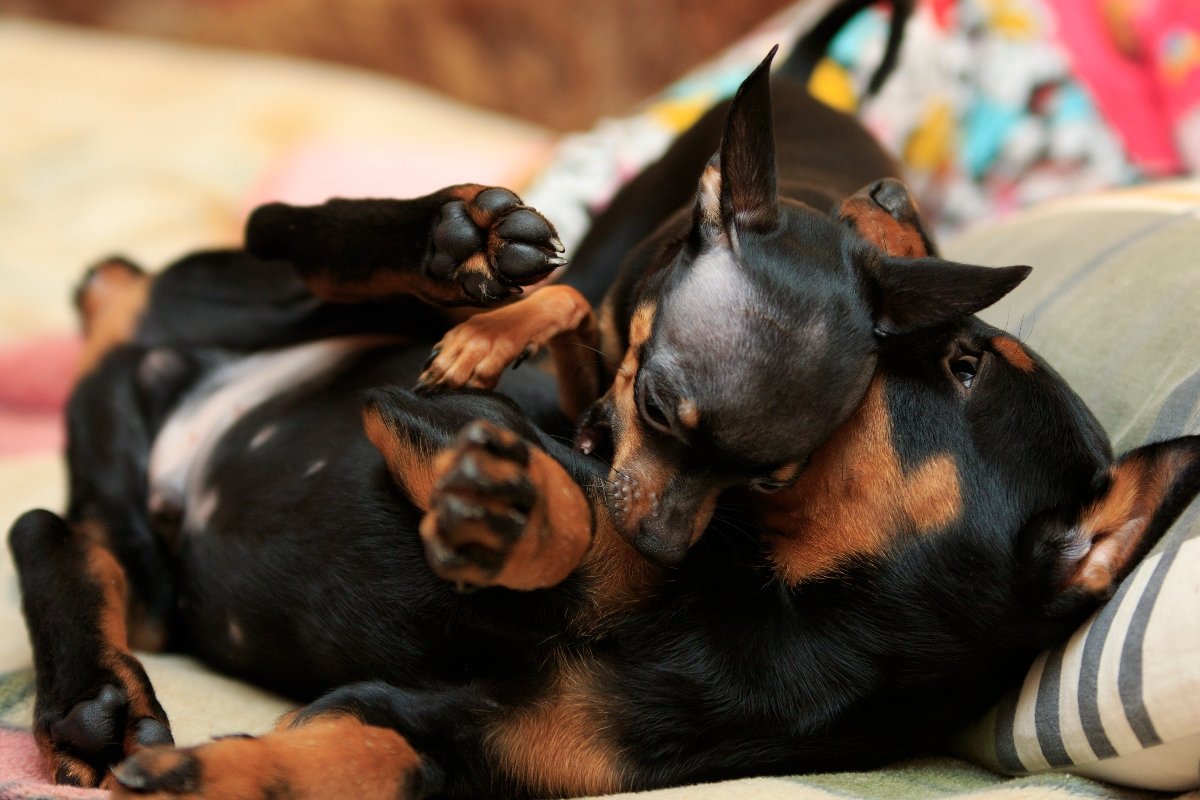 russian toy terrier and Doberman puppy playful fight on the bed