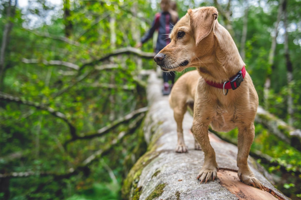 Dog standing on a tree log