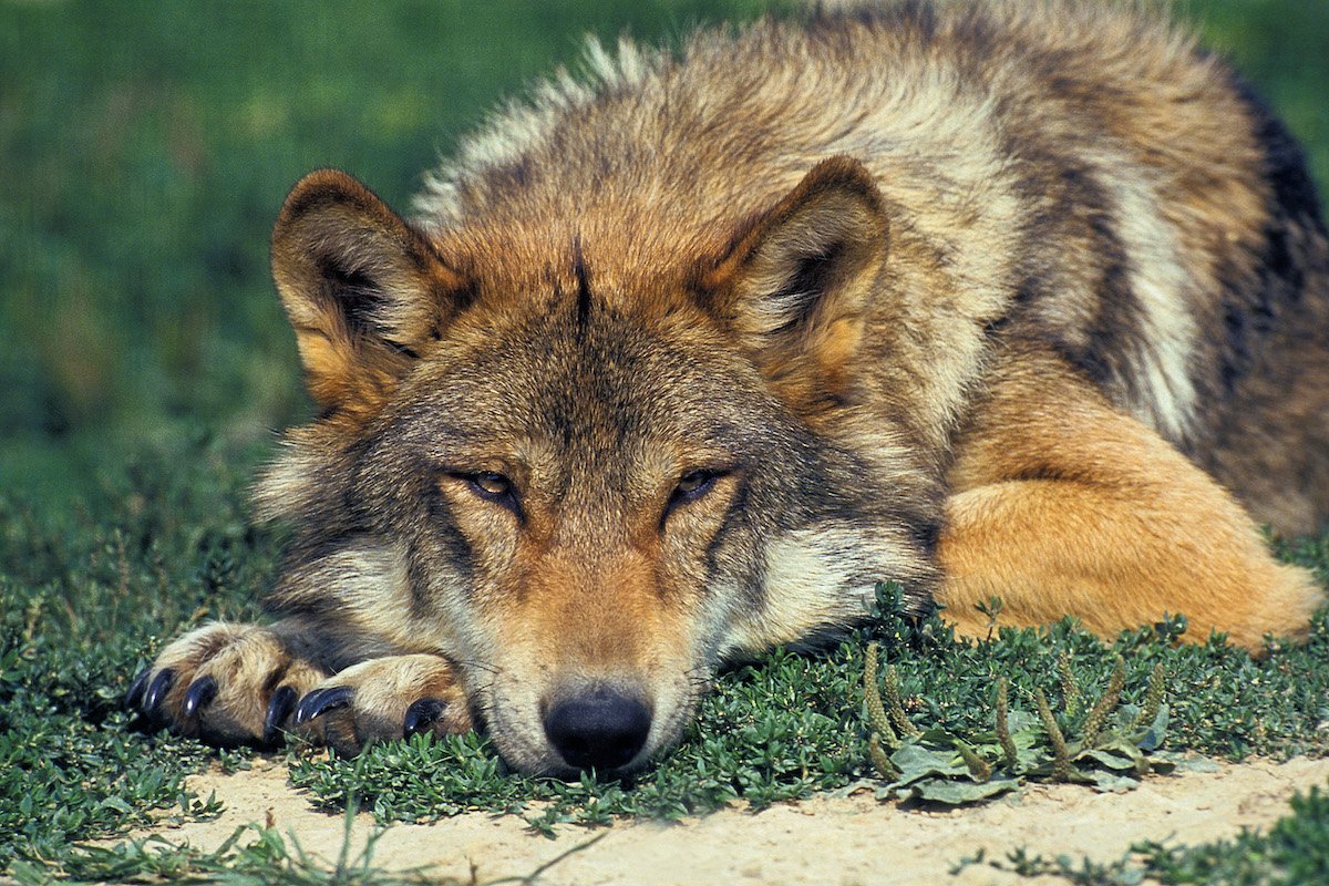 European Wolf, canis lupus, Adult laying down on Grass