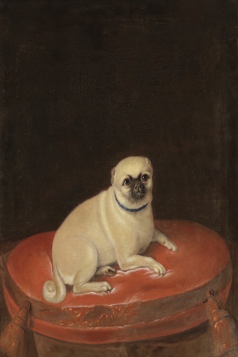 royal mopsz pug királyi