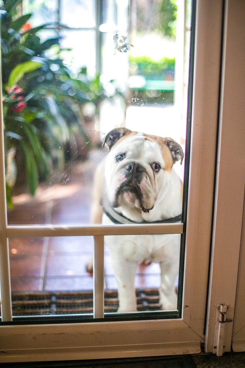 bulldog szomorú szorongó szorongás