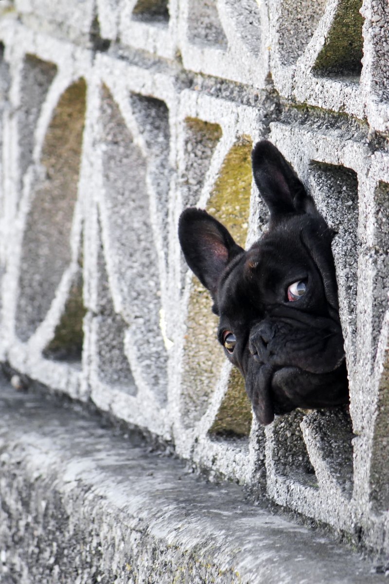 francia bulldog szem