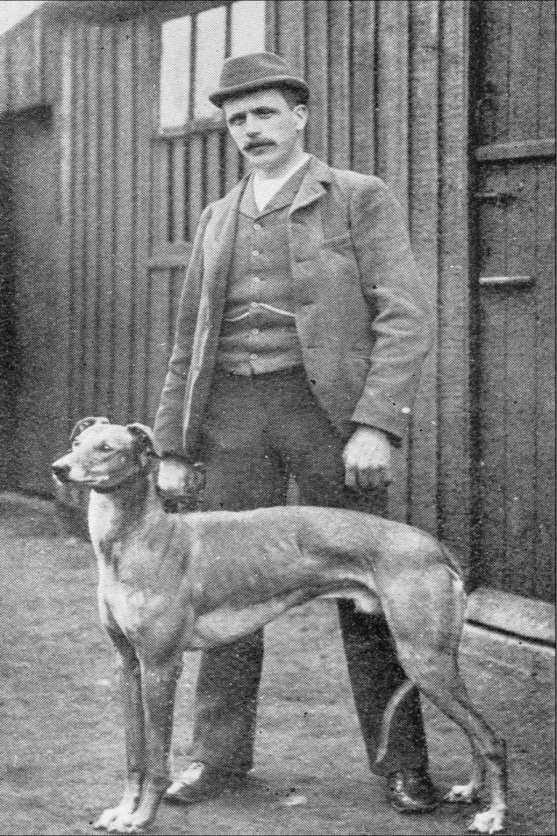 viktoriánus agár