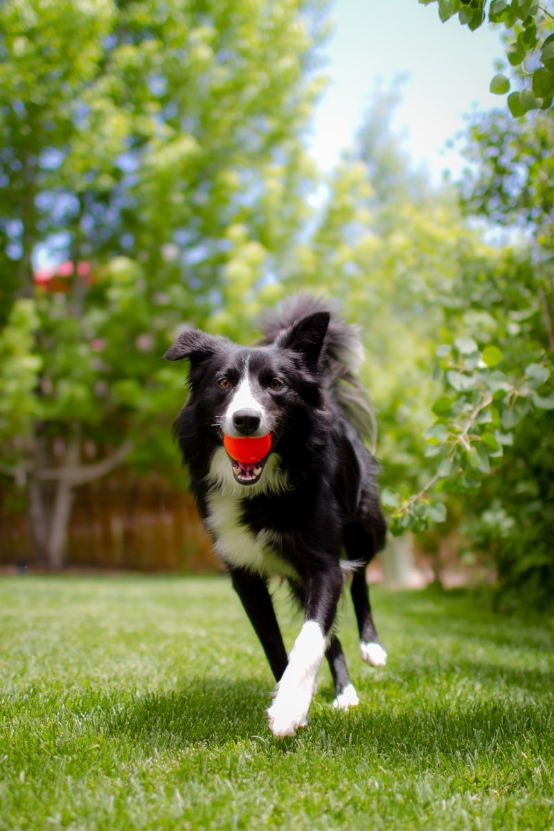 ball