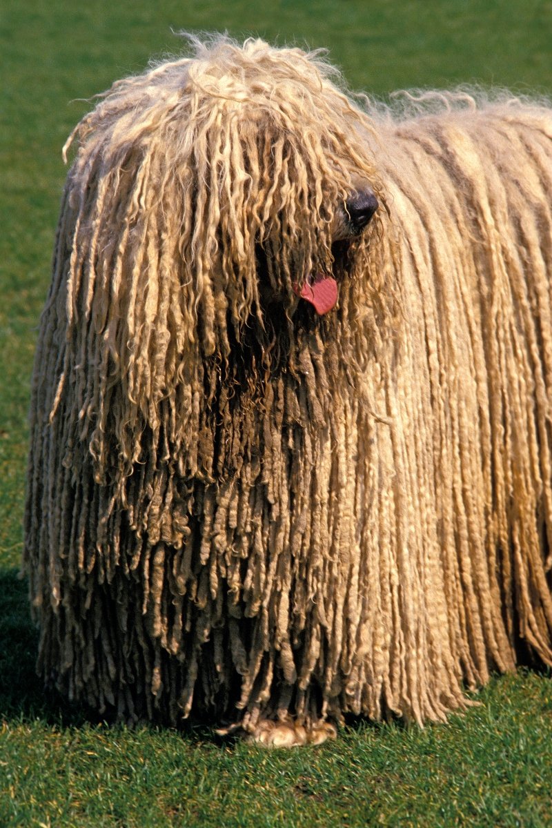 komondor
