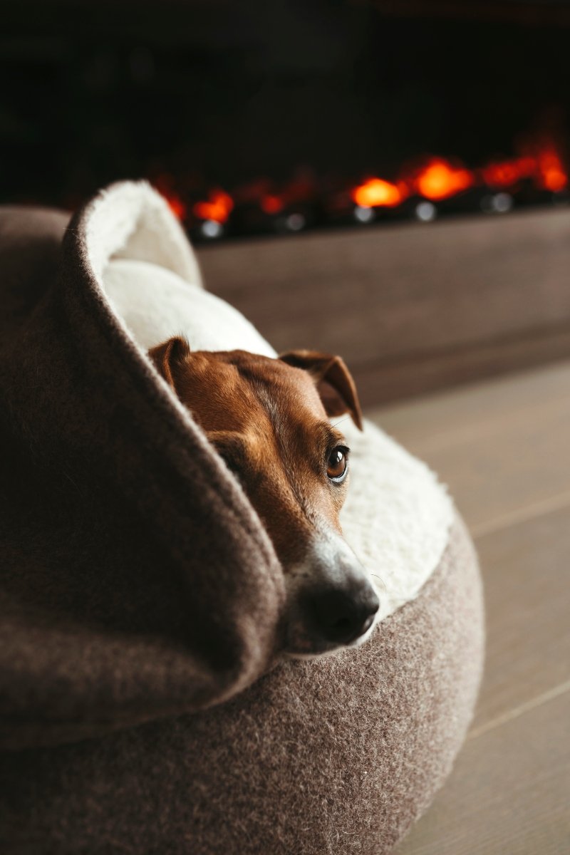 jack russel alvás sleep