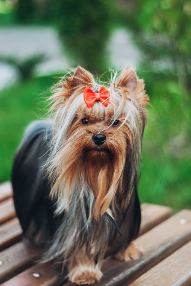 yorkshire terrier yorkie masni