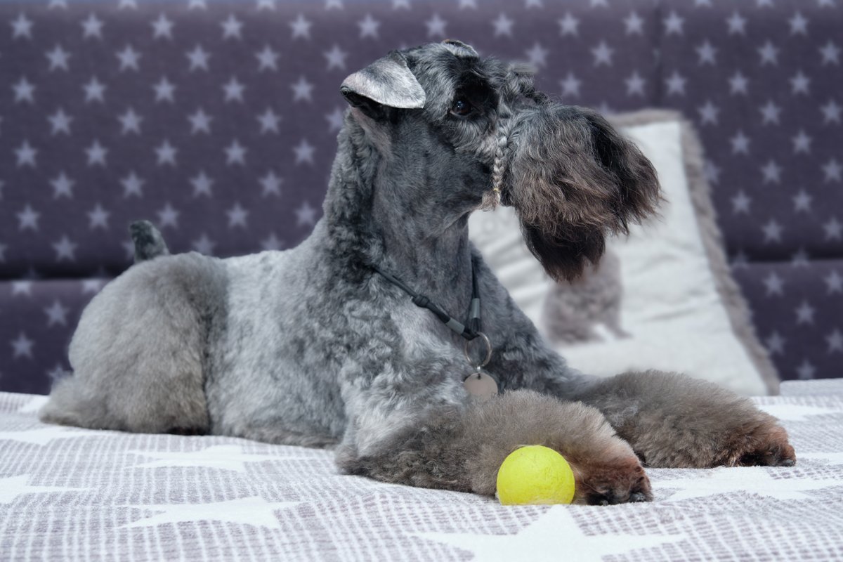 Kerry Blue terrier labda játék