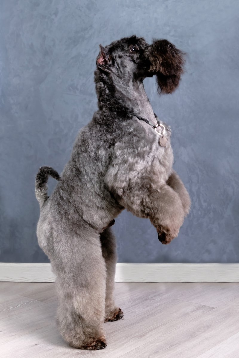 Kerry Blue Terrier