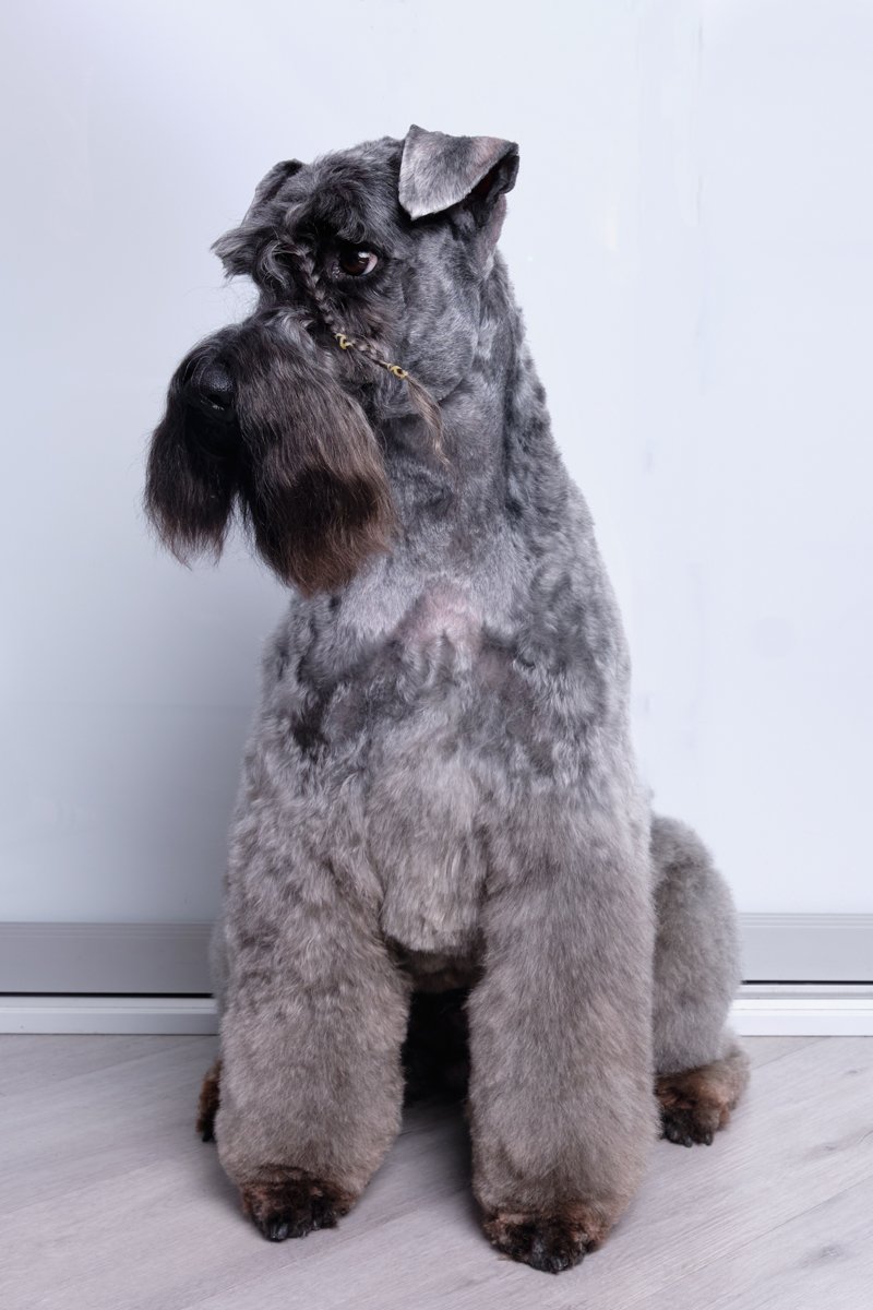 Kerry blue terrier