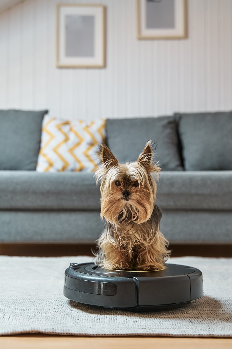 yorkie