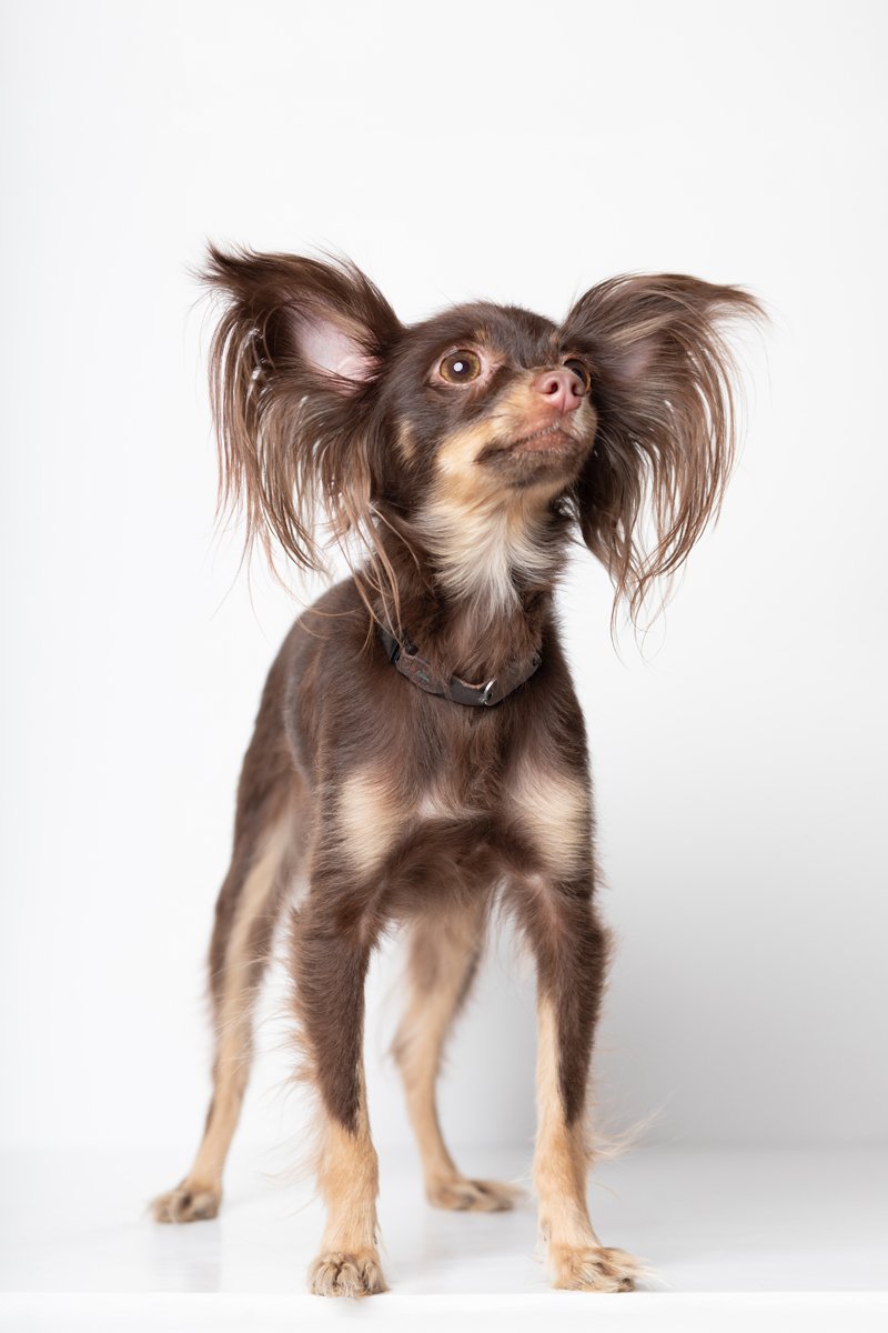 orosz toy terrier