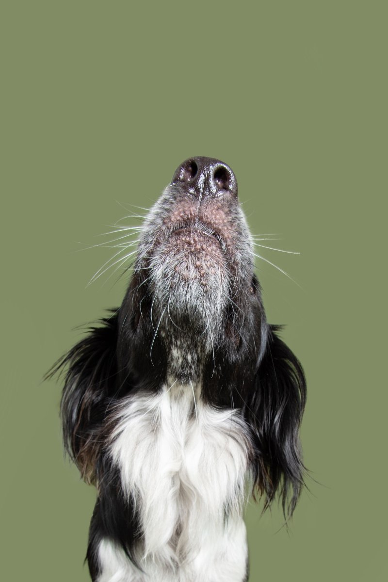 border collie orr