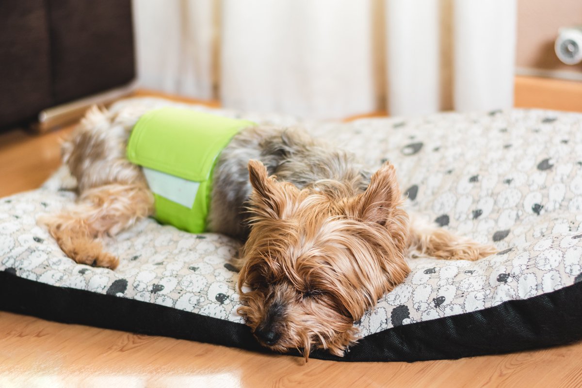 yorkshire terrier pelenka jelölésgátló