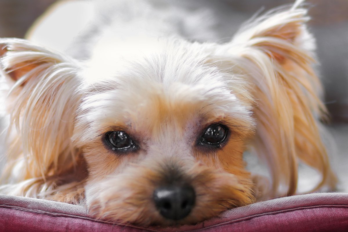 yorkshire terrier szomorú fekszik yorkie