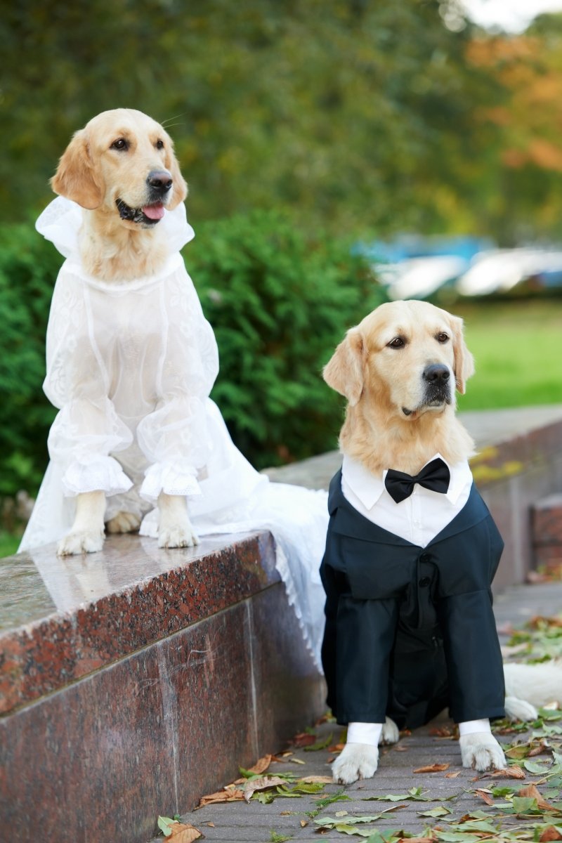 golden retriever pár