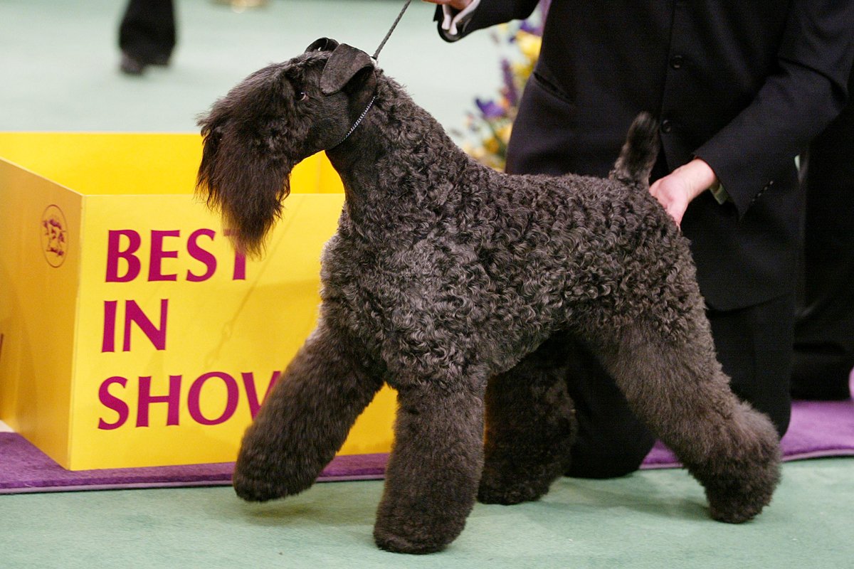 kiállítás kerry blue terrier
