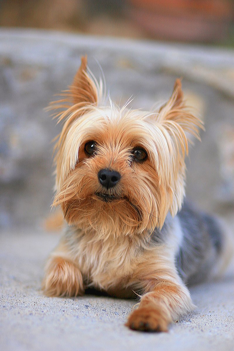 yorkshire terrier yorkie