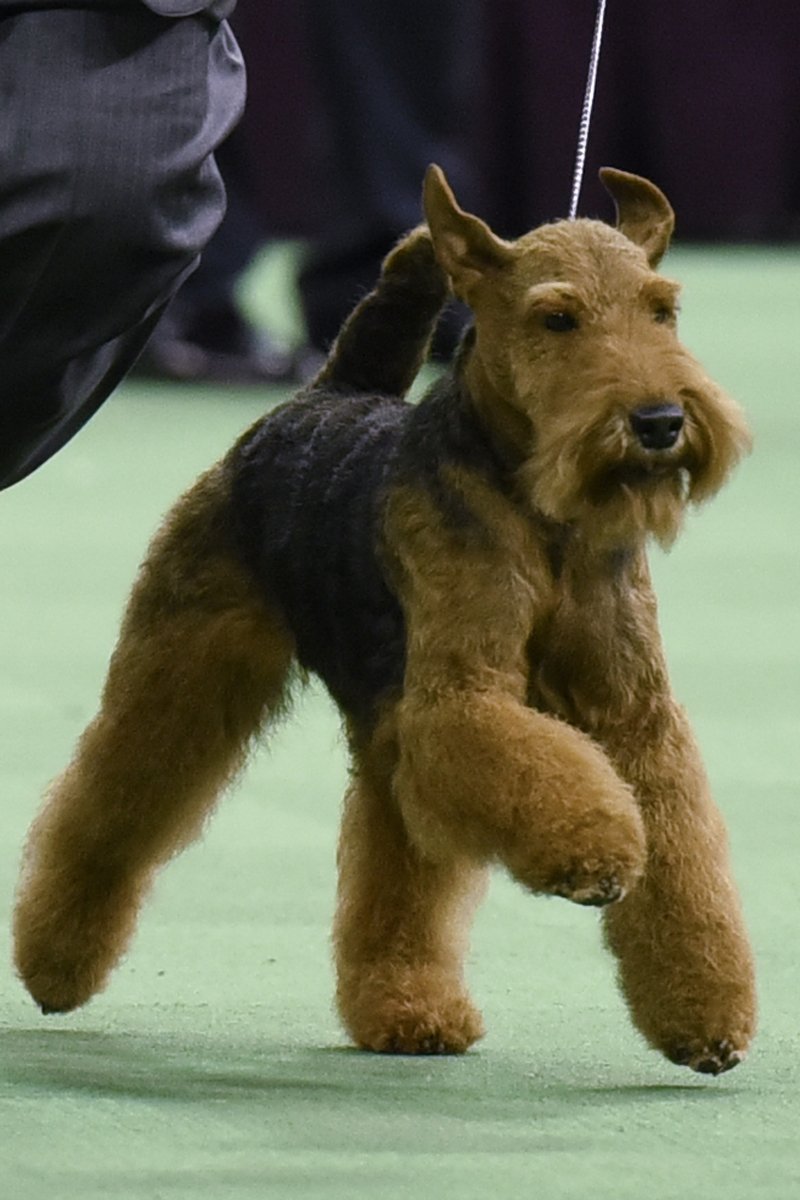 welsh terrier kiállítás