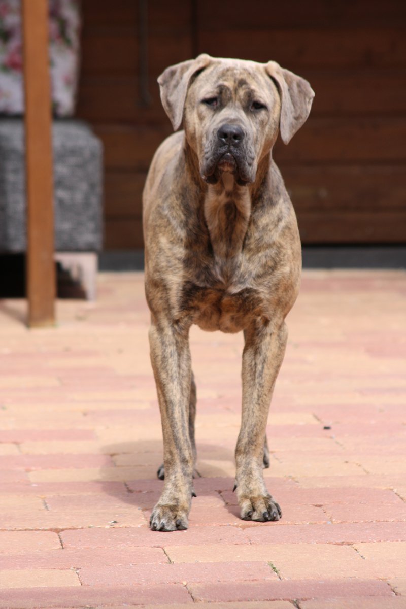 Bandog