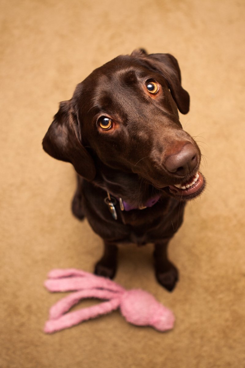 toy