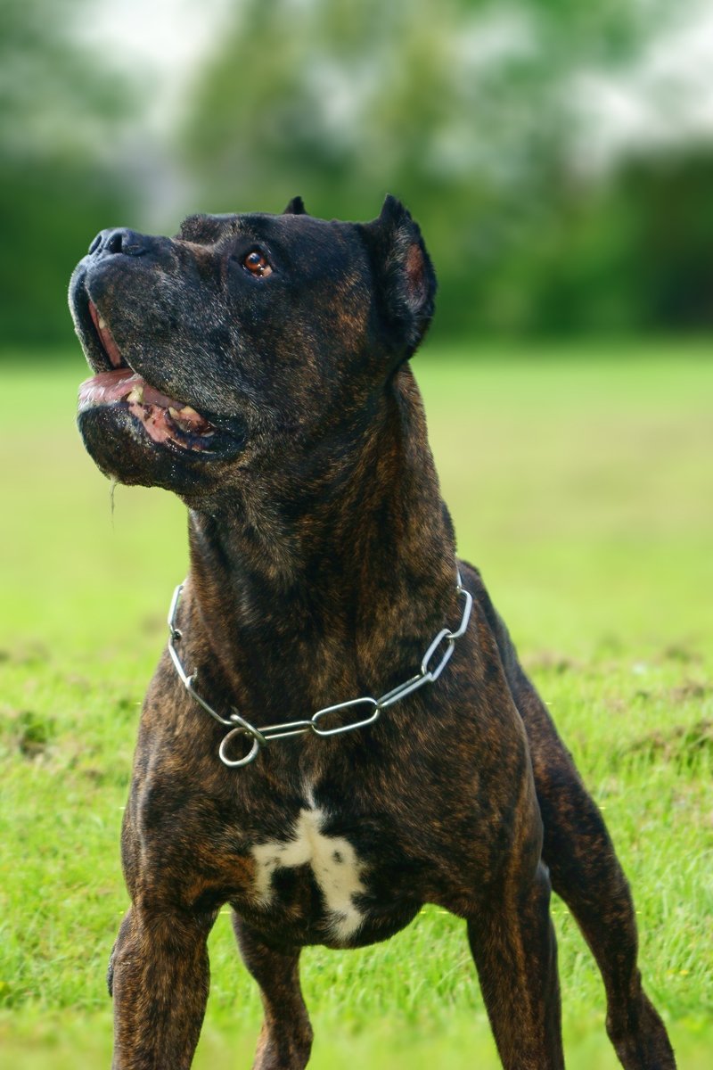 Bandog.