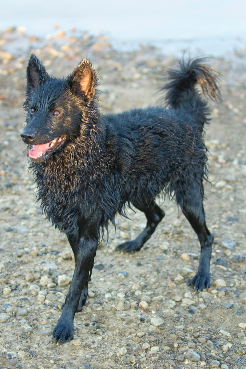 mudi
