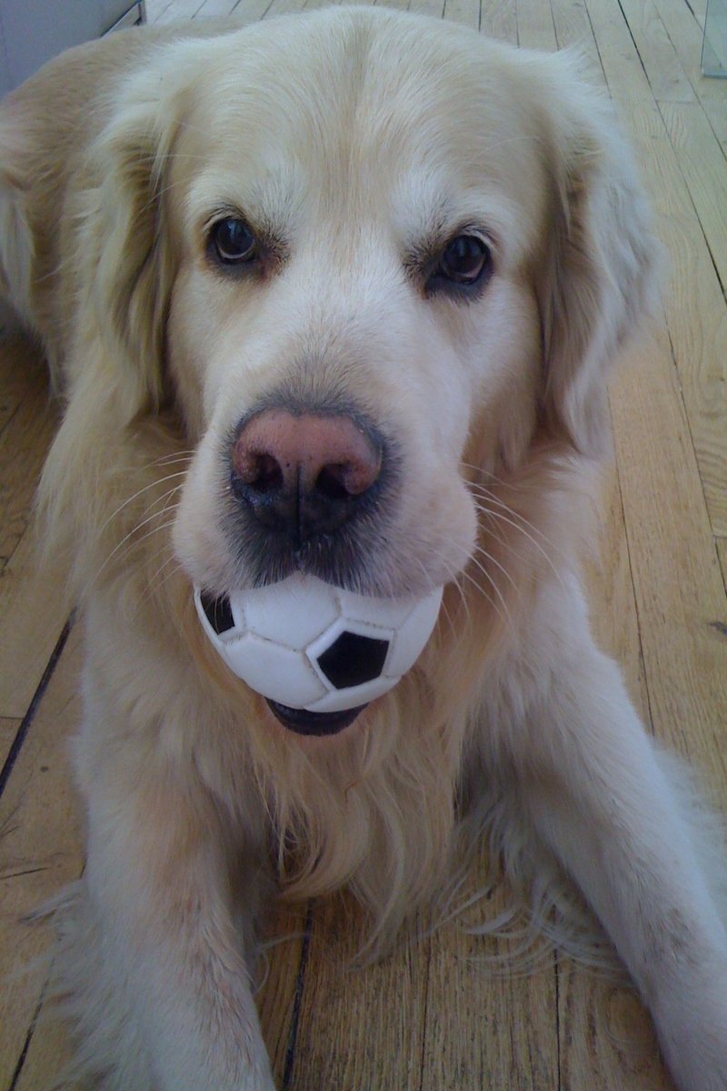 golden retriever labda játék
