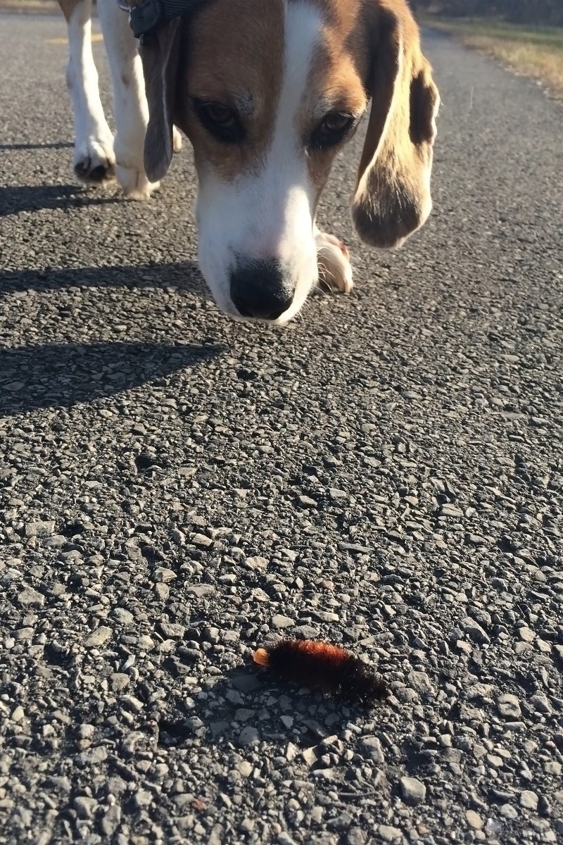 beagle hernyó kutya