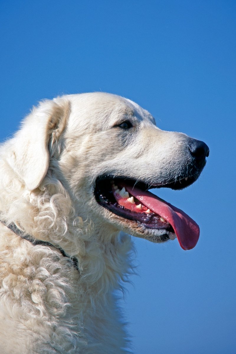kuvasz