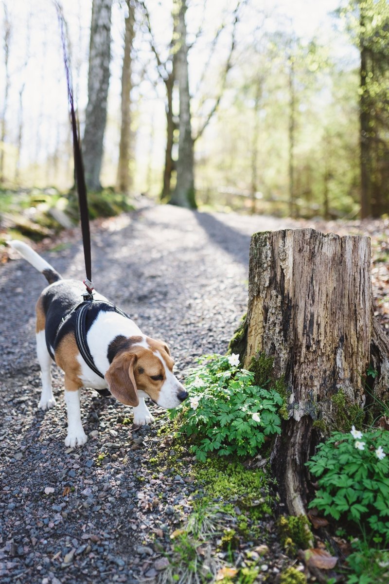 beagle erdő szaglás