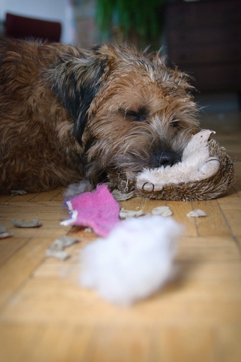 border terrier alszik játék
