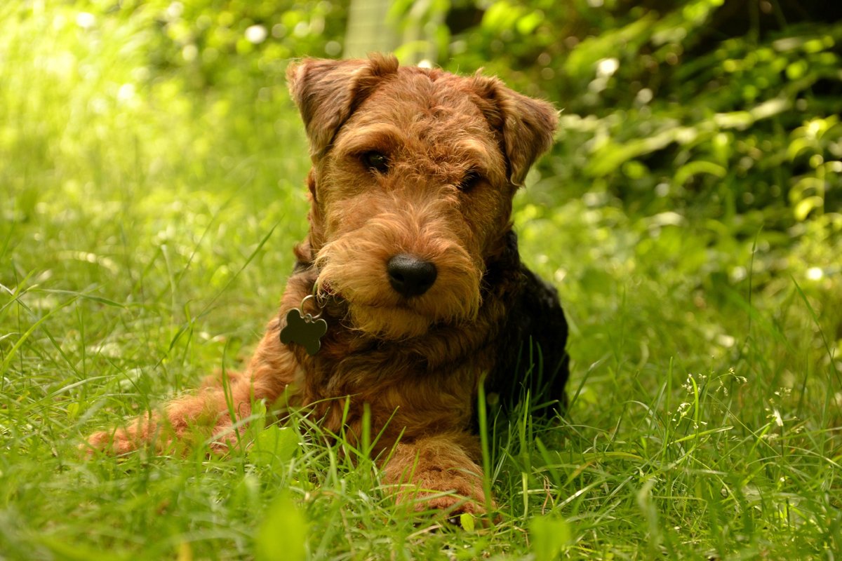 welsh terrier biléta