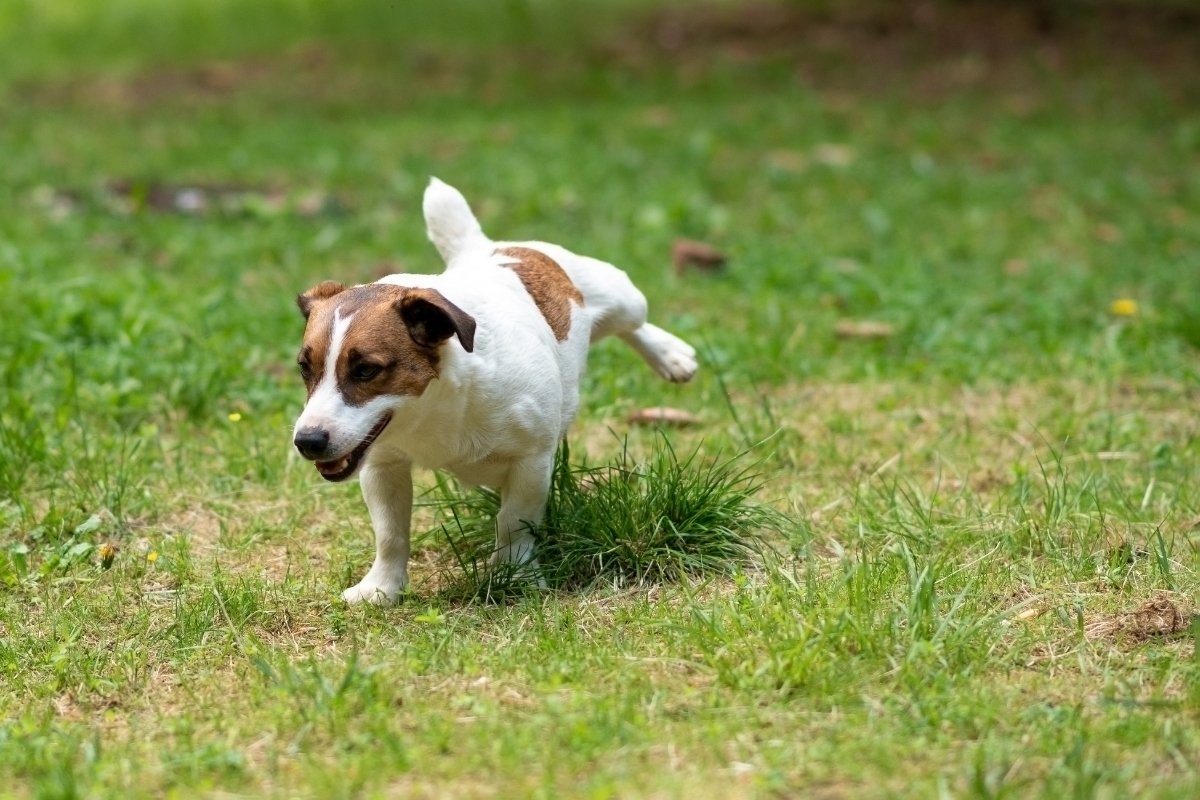 Jack Russell Terrier pisil